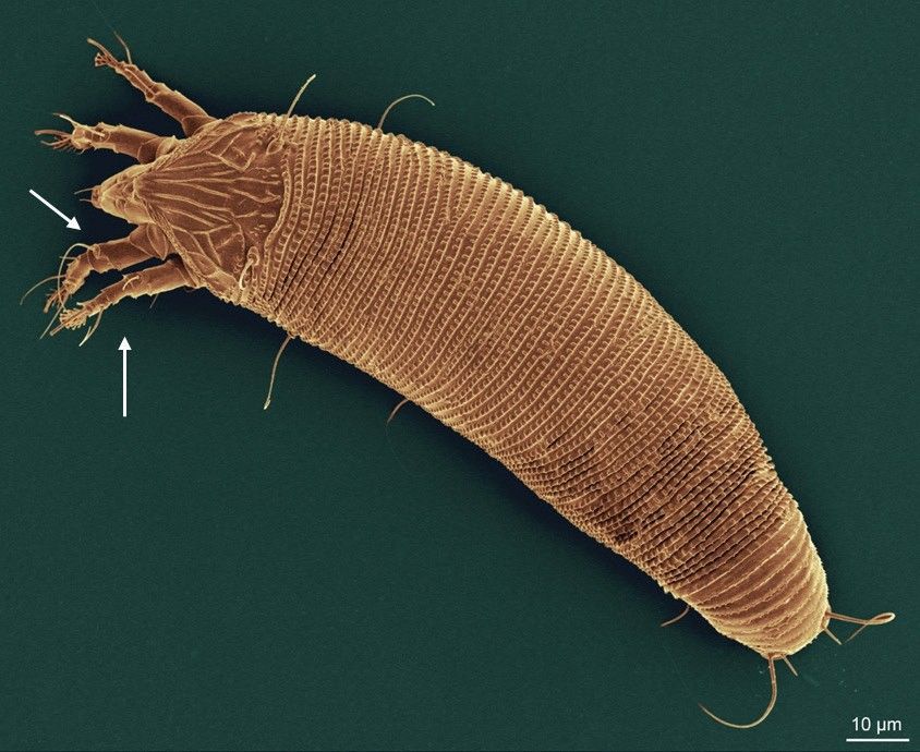 Fêmea adulta de Aceria litchii. A foto foi tirada usando Microscopia Eletrônica de Varredura de Baixa Temperatura (LT-SEM). As setas na figura apontam para as pernas do ácaro. 