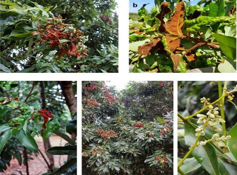 Variação na cor e densidade de erinea nas folhas (a–d) e erinea recém-desenvolvida em frutos jovens de lichia (e). 