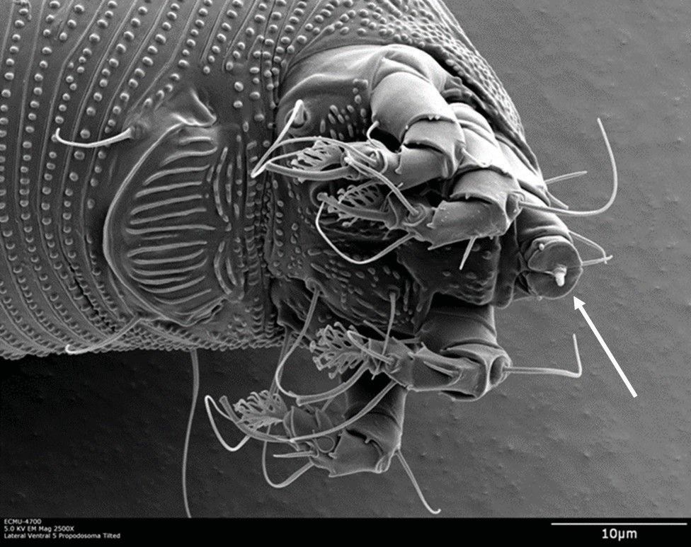 Partes bucais (indicadas pela seta) de uma fêmea adulta de Aceria litchii. A foto foi tirada usando Microscopia Eletrônica de Varredura de Baixa Temperatura (LT-SEM). 