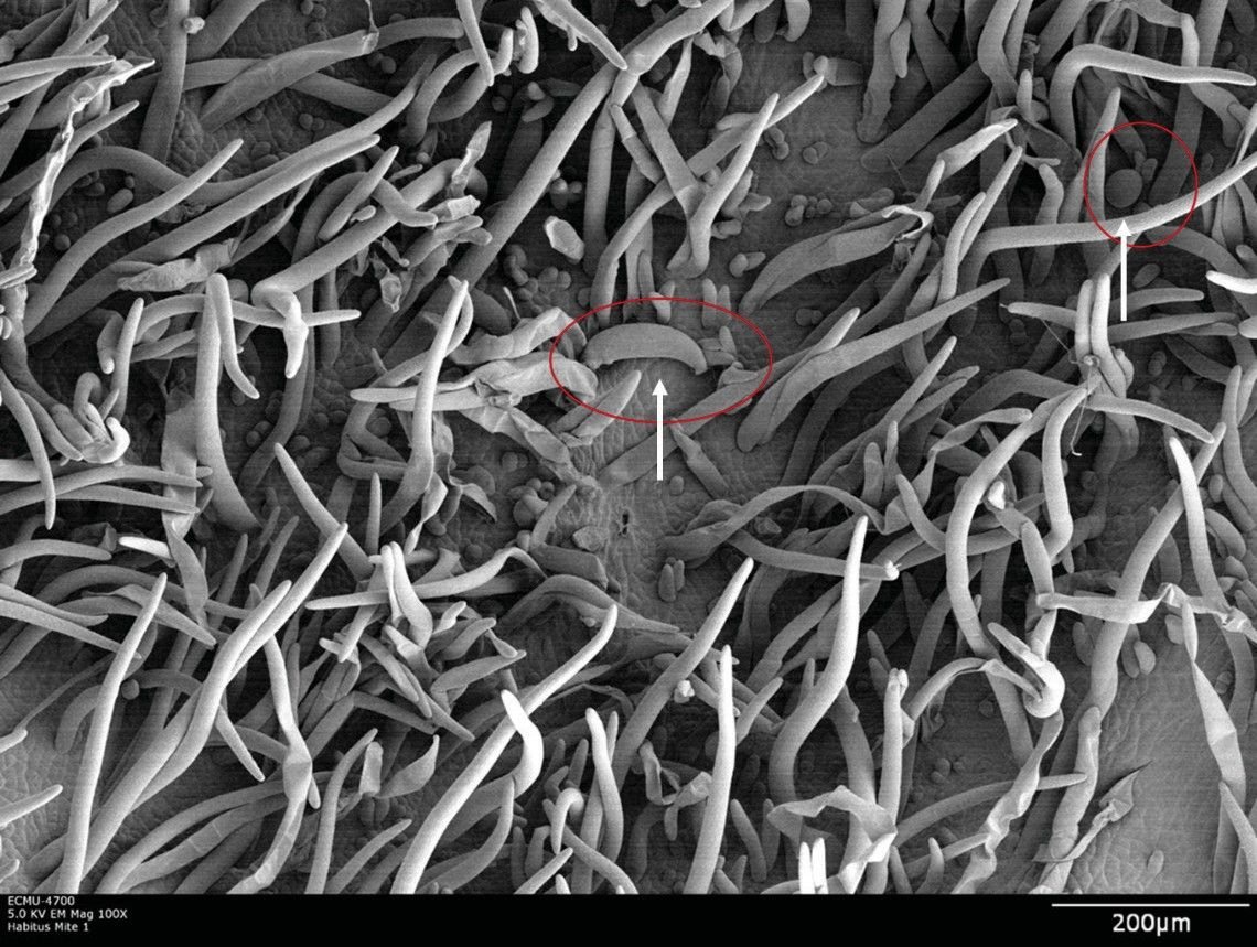 Imagem de Microscopia Eletrônica de Varredura de Baixa Temperatura (LT-SEM) mostrando os tricomas (eríneas) nas folhas. Na parte inferior dos tricomas, nos círculos vermelhos indicados pelas setas, há uma fêmea adulta (esquerda) e um ovo (direita) de Aceria litchii. 