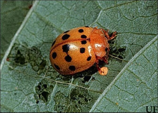 Figure 3. Adult Mexican bean beetle, Epilachna varivestis Mulsant.