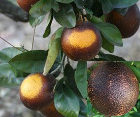 Citrus rust mite damage. Inset: Bronzing damage caused by citrus rust mite.