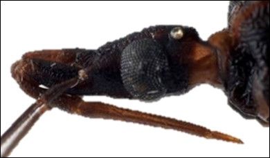 Close-up of the head of Triatoma sanguisuga, a triatomine bug species found in the United States, with the proboscis or beak used for bloodsucking folded underneath its head. 
