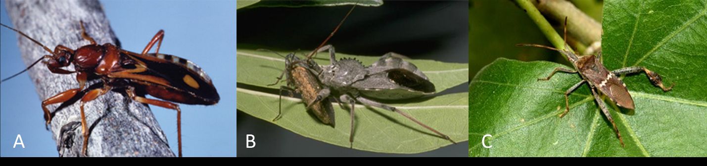 Insects commonly mistaken for triatomines: (A) assassin bug (Rasahus thoracicus); (B) wheel bug (Arilus cristatus); (C) leaf-footed bug (Leptoglossus clypealus). 