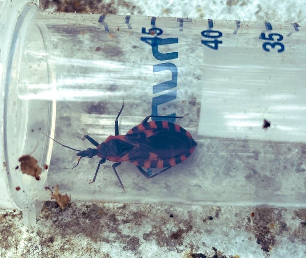 Adult female Triatoma sanguisuga found at the home of someone who had been bitten by triatomine bugs in Gainesville, Florida. 