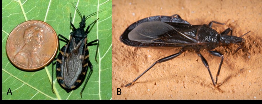 Images of (A) Triatoma gerstaeckeri, next to a penny for scale and (B) Triatoma protracta, two triatomine bug species found in the United States to illustrate that triatomine bug characteristics vary by species. For instance, they may not always exhibit red or orange stripes around edges of their abdomens. 