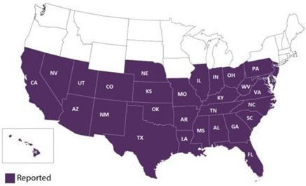 Map of the United States with states shaded purple where at least one species of triatomine bug has been reported. 