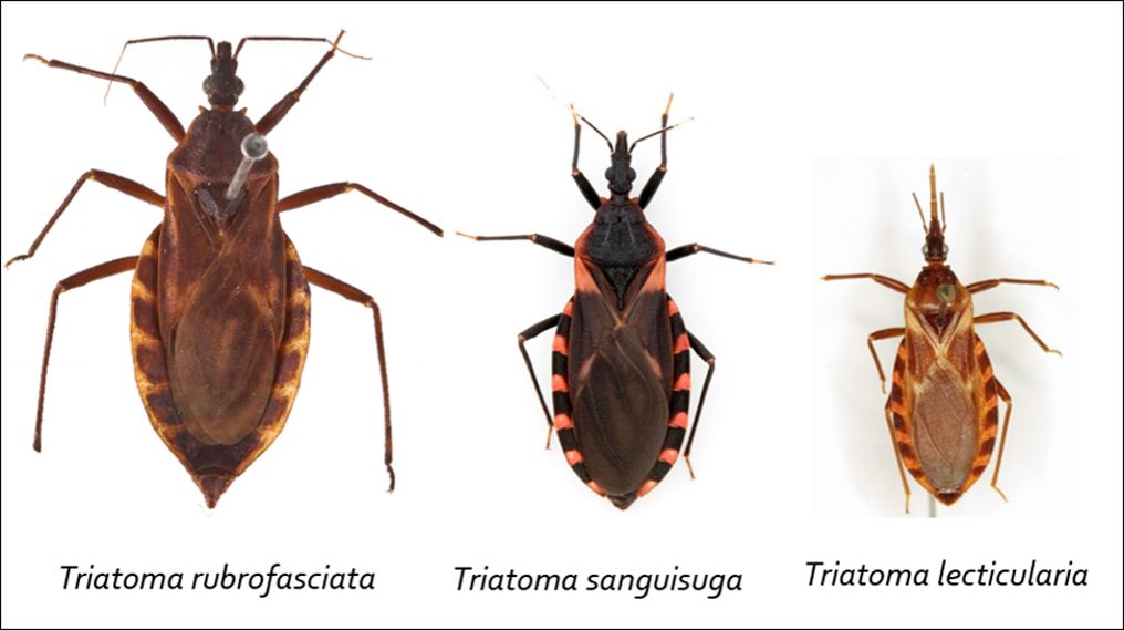 One invasive triatomine bug species, Triatoma rubrofasciata, and two native triatomine bug species, Triatoma sanguisuga and Triatoma lecticularia, all vectors of T. cruzi, have been found in Florida. 