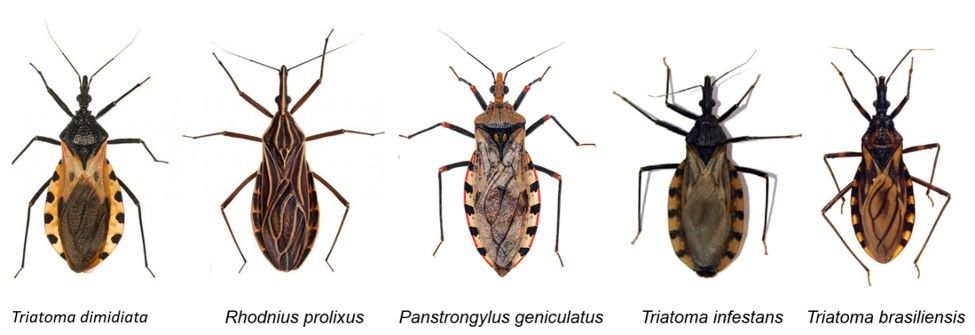 Common triatomine bug species, also known as kissing or conenose bugs, found in Mexico, Central and South America that are known vectors of Trypanosoma cruzi, the protozoan parasite responsible for causing Chagas disease. 