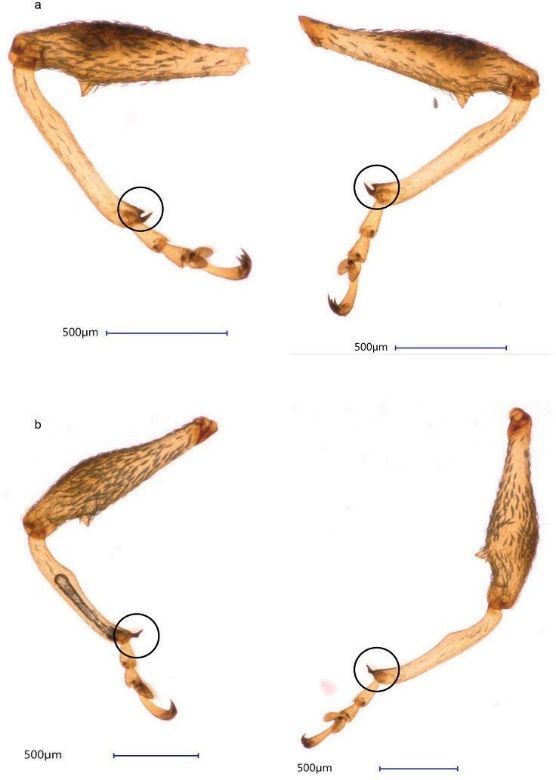 Protíbias de insetos a) fêmeas e b) machos de Anthonomus testaceosquamosus. A proeminência marginal interna subapical (circulada) (mucron) está presente nas fêmeas enquanto ausente nos machos.