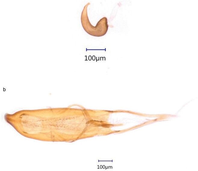 Genitália de fêmea e b) genitália de macho de Anthonomus testaceosquamosus. 
