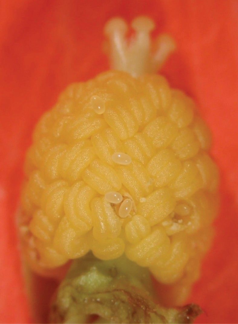 Postura com múltiplos ovos por fêmeas de Anthonomus testaceosquamosus em anteras de hibisco dentro do botão floral.