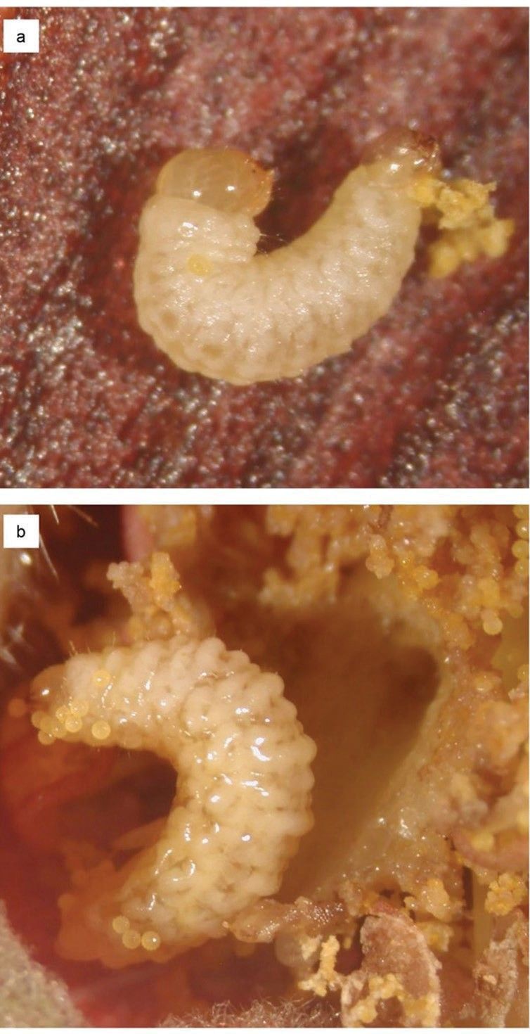 a) Neonatas e b) último instar de larvas de Anthonomus testaceosquamosus alimentando-se de pólen. 