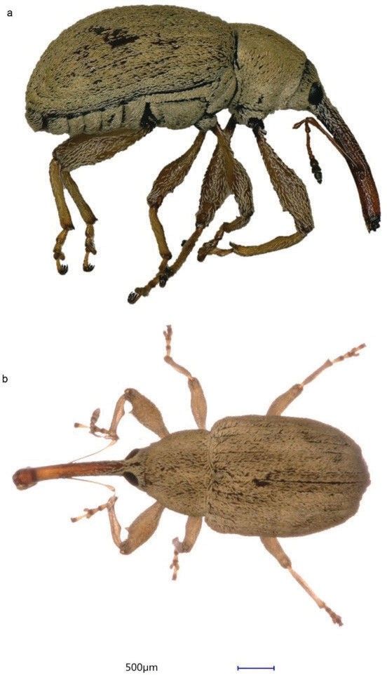 Adulto de Anthonomus testaseosquamosus, a) vista lateral e b) vista dorsal.