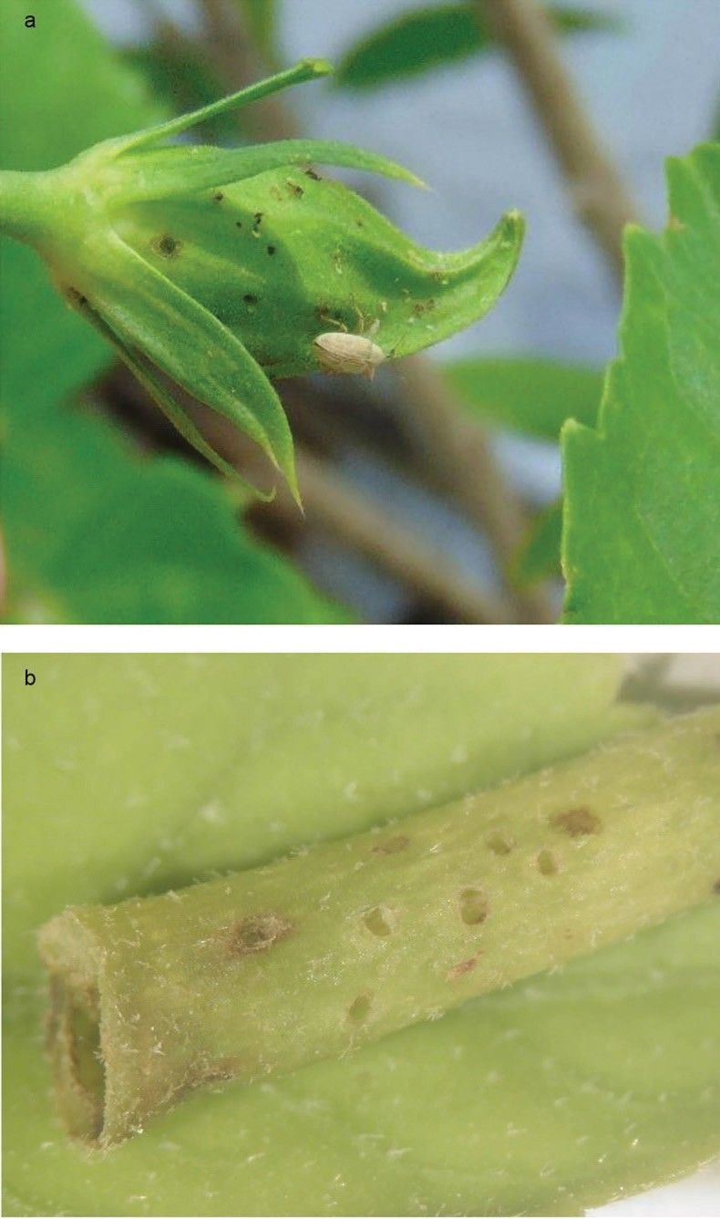 Danos alimentares causados por Anthonomus testaceosquamosus em Hibiscus a) broto com gorgulho adulto e b) pecíolo. 