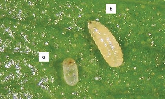 Larvas de a) bicudo do botão do hibisco (Anthonomus A. testaceosquamosus) e b) mosca do botão de hibisco (Contarinia maculipennis).