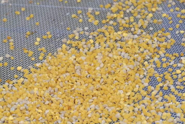 Polen que ha sido recolectado de una trampa de polen colocada en el tablero inferior de una colmena de abejas.