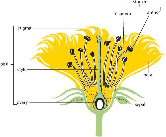 Diagrama anatómico de una flor.