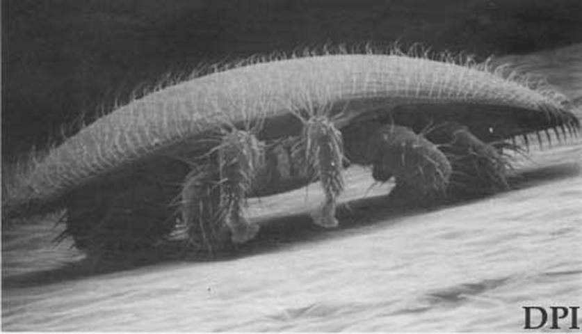 Hembra adulta de Varroa destructor Anderson & Trueman.  Vista frontal mostrando la curvatura del cuerpo. 
