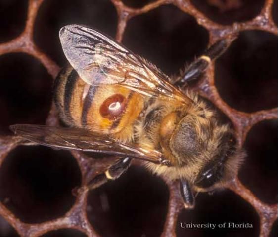 Una hembra de Varroa destructor Anderson & Trueman, se alimenta de las reservas de grasa de una abeja obrera. El ácaro es la mancha naranja ovalada en el abdomen de abeja. 