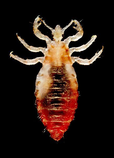 Body louse, Pediculus humanus var. corporis. 