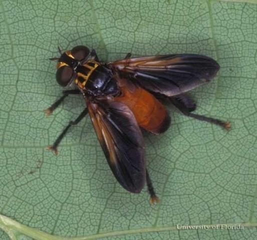Figure 11. Adult Trichopoda pennipes, a tachinid fly that parasitizes the southern green stink bug, Nezara viridula (Linnaeus).