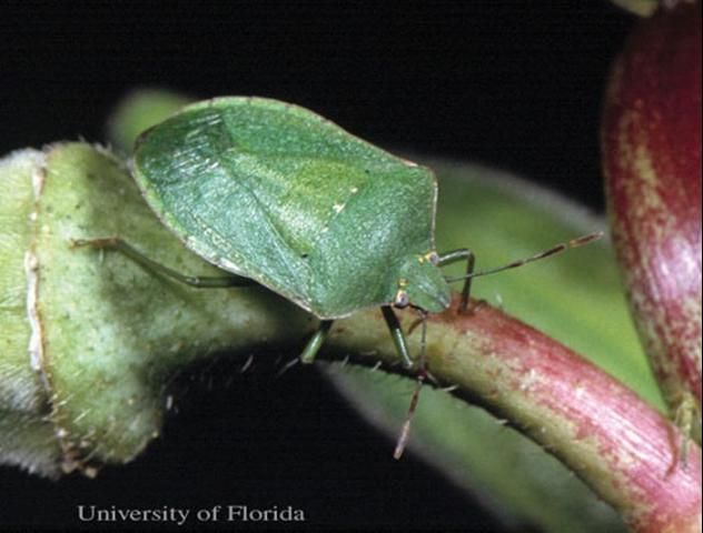 Figure 1. Adult southern green stink bug, Nezara viridula (Linnaeus).