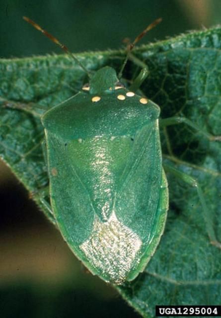 Figure 12. Adult southern green stink bug, Nezara viridula (Linnaeus), with four visible parasitoid eggs.