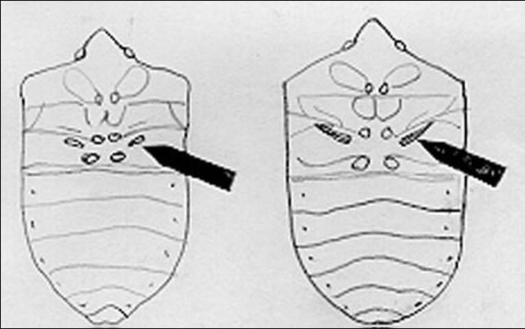 Figure 3. Stink glands of southern green stink bug, Nezara viridula (Linnaeus), left; and those of the green stink bug, Chinavia halaris(Say) right.