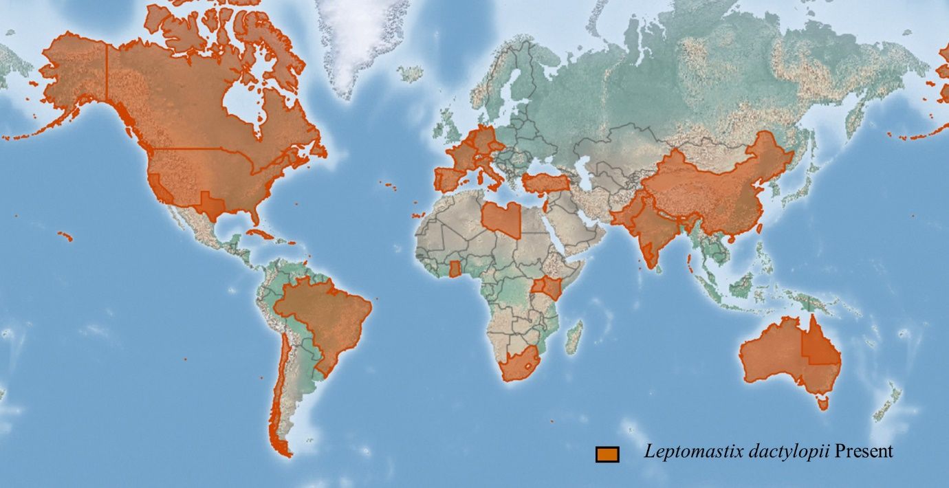 Global distribution of Leptomastix dactylopii Howard. Map from CABI 2022. Invasive Species Compendium. Wallingford, UK: CAB International.
