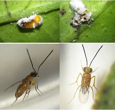 Emergence hole of Leptomastix dactylopii adults in citrus mealybug Planococcus citri (top row). Adults of Leptomastix dactylopii female (bottom left) and male (bottom right). 