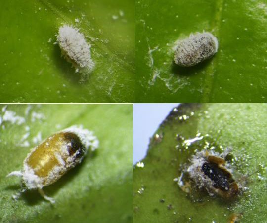 Different immature stages of Leptomastix dactylopii developing in citrus mealybug Planococcus citri. Larvae (top row), Pupa (bottom row). The mummified mealybug was opened to show parasitoid pupa (bottom right dorsal view). 