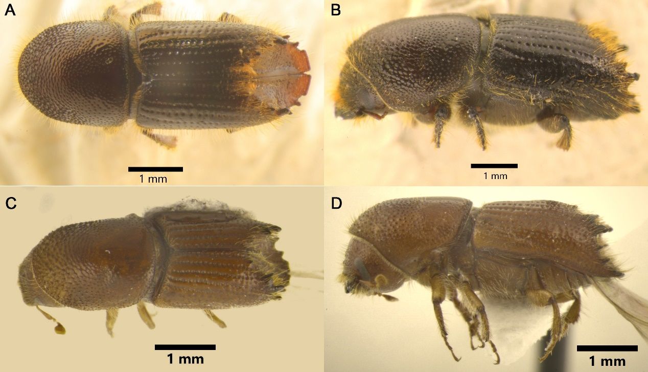 The female dorsal and lateral views of Ips spp., A-B: Ips sexdentatus Börner: C-D: Ips calligraphus Germar, a native Southeastern U.S. species that can be potentially confused with Ips sexdentatus. 