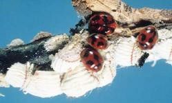 Adult vedalia beetles feeding on adult cottony cushion scale insects. 