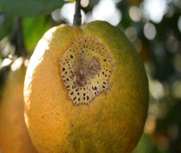 Fruit damage from katydid. 