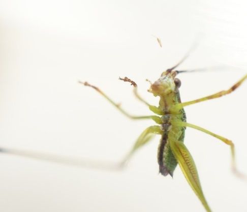 Immature katydid. 