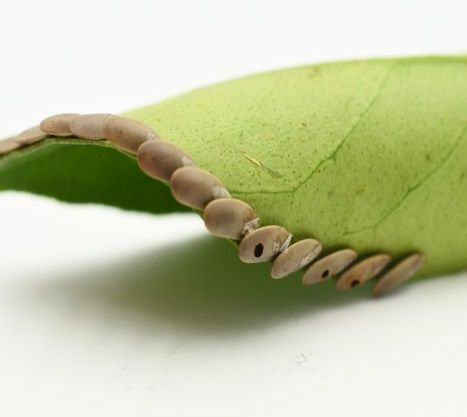 Katydid eggs inserted on a leaf edge. 