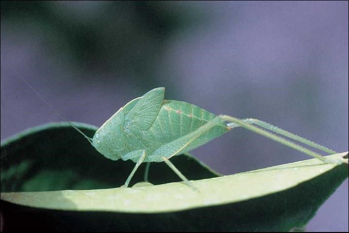 Adult broadwinged katydid, Microcentrum rhombidolium. 