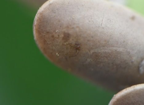 Magnified view of katydid egg. 