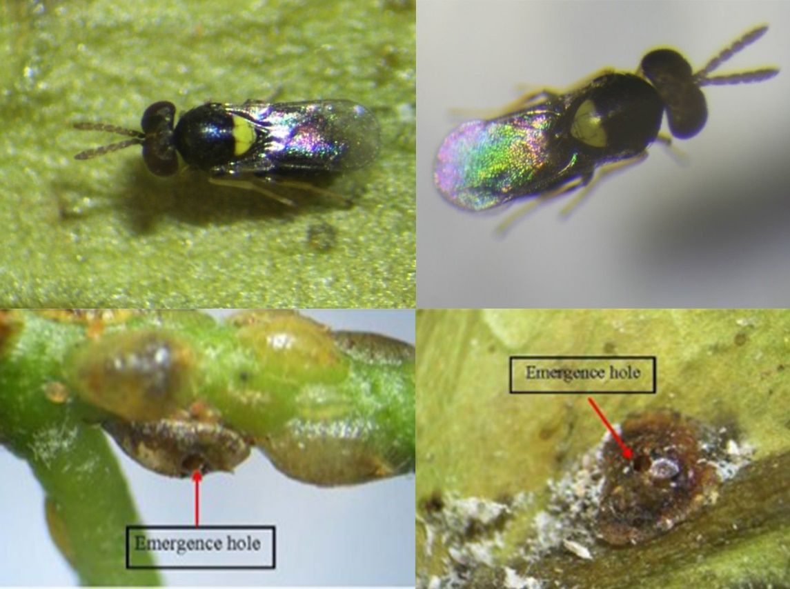 Coccophagus lycimnia adult female with the obvious bright yellow spot on scutellum (top row) emerged from the green scale Coccus viridis (Coccidae: Hemiptera) and the parasitoids emergence holes (bottom row) in the scale dorsum. 