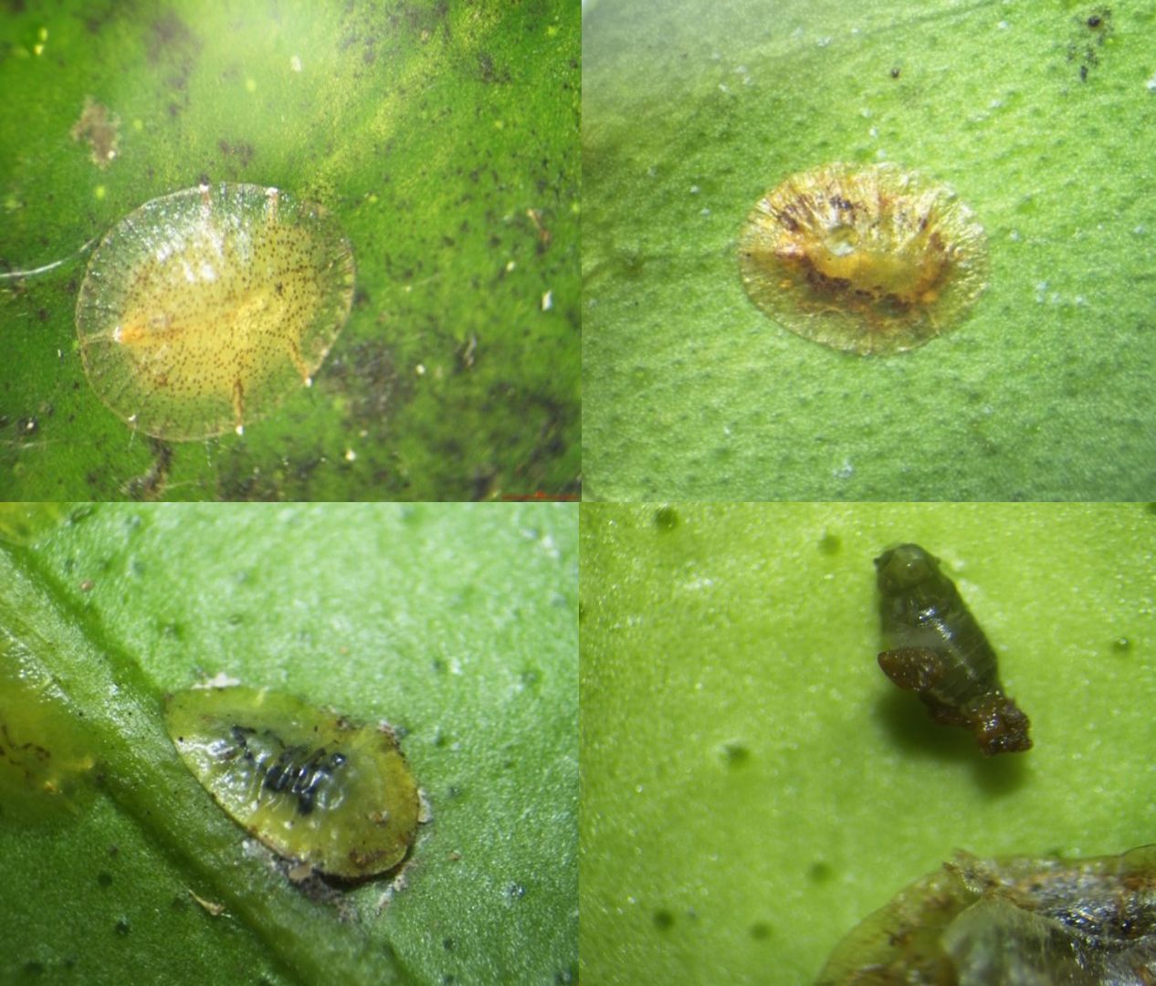 Coccophagus lycimnia developing in the green scale Coccus viridis (Coccidae: Hemiptera). Larvae developing (top left and right), prepupa (bottom left) and pupa (bottom right) in the green scale Coccus viridis. The pupa taken out from the green scale showing the dorsal view. 