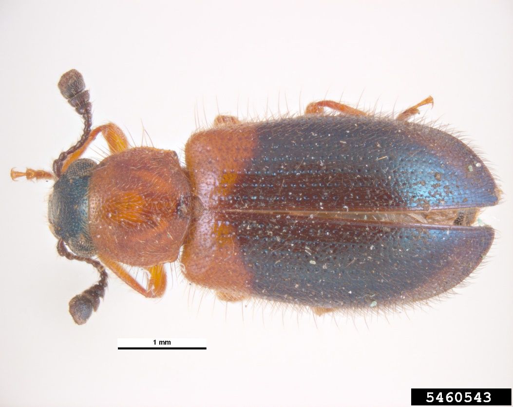 Above – redshouldered ham beetle, Necrobia ruficollis (Fabricius), and below - cosmopolitan blue bone beetle, or blacklegged ham beetle, Necrobia violacae (Fabricius). 