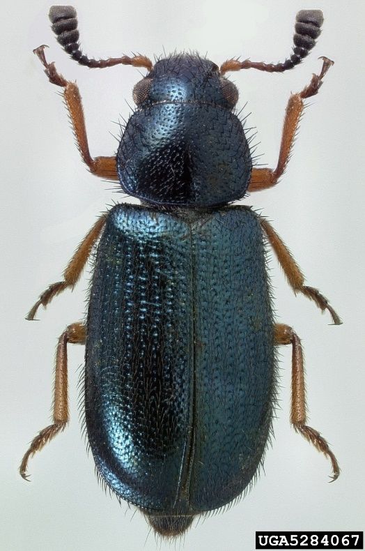 Adult redlegged ham beetle, Necrobia rufipes (De Geer) (dorsal view). 