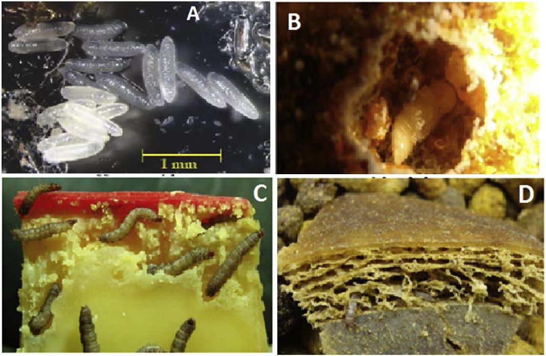 Necrobia rufipes (De Geer) eggs (A), pupa in pupal chamber (B), larvae in cheese (C), and larvae in dry-cured ham (D). 