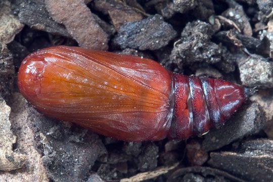 Pupa of Melanchroia chephise. 