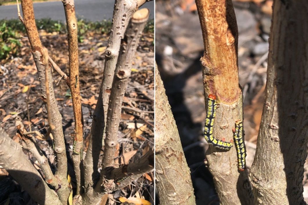 Stem girdling damage of Melanchroia chephise on host plant, snowbush (Breynia nivosa). In the absence of foliage, the caterpillars will feed on the woody tissue. 