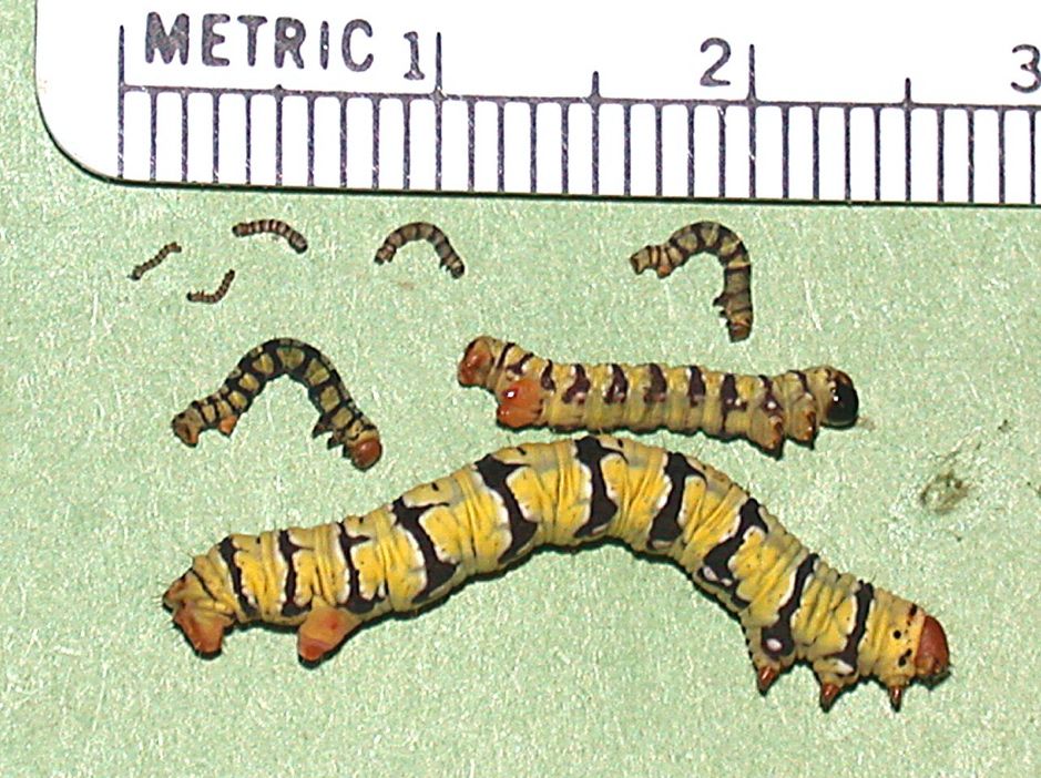 Caterpillars of Melanchroia chephise at various stages of growth (instars).