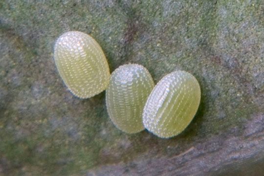 Cluster of Melanchroia chephise eggs on leaf surface. 