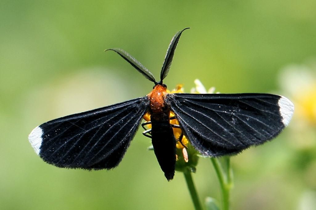 Adult Melanchroia chephise resting on snowbush host plant. 