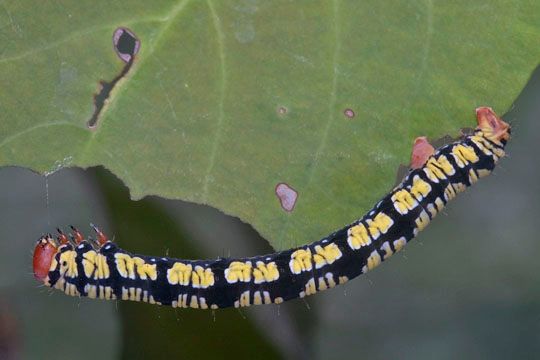 Melanchroia chephise caterpillar feeding on snowbush host plant. 